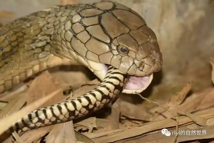 平视人类的身高——king cobra 眼镜王蛇!