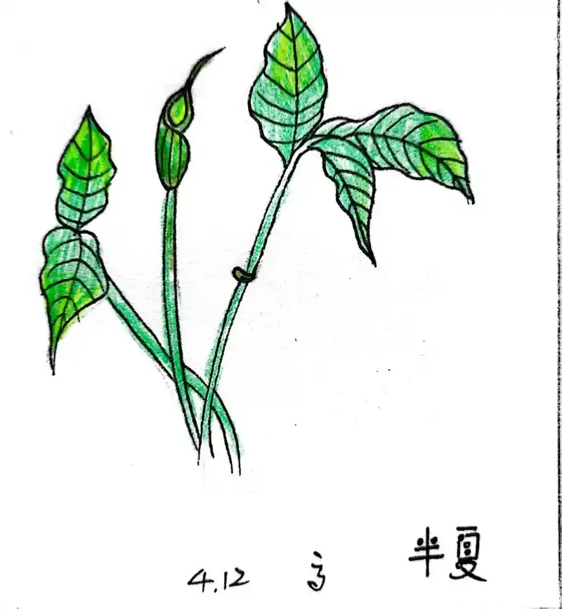 每日一手绘半夏