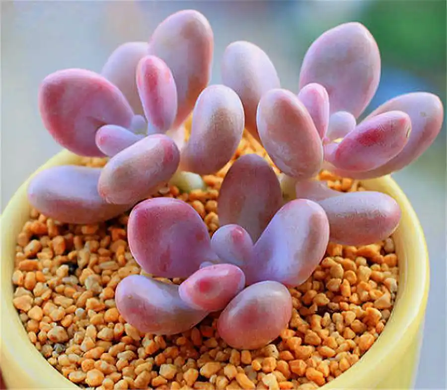 想把多肉桃美人养得粉嘟嘟胖乎乎,这3个技巧要掌握,1分钟学会