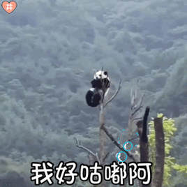 小熊猫表情包动图
