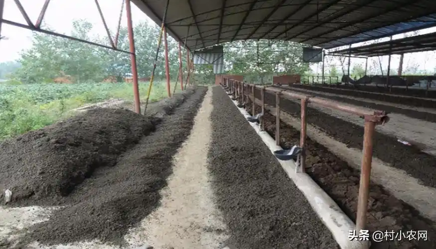 现在养殖什么最赚钱见效快(在家小面积养什么挣钱)