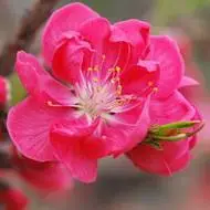 关于桃花的风景图片头像