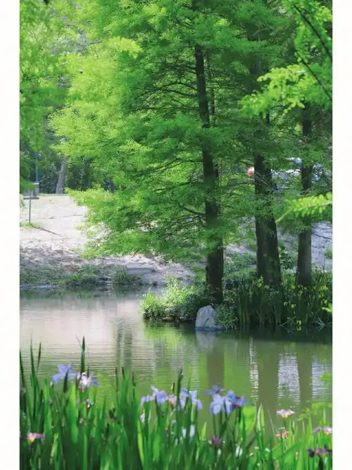 立夏77明孝陵水上森林的绿野仙踪