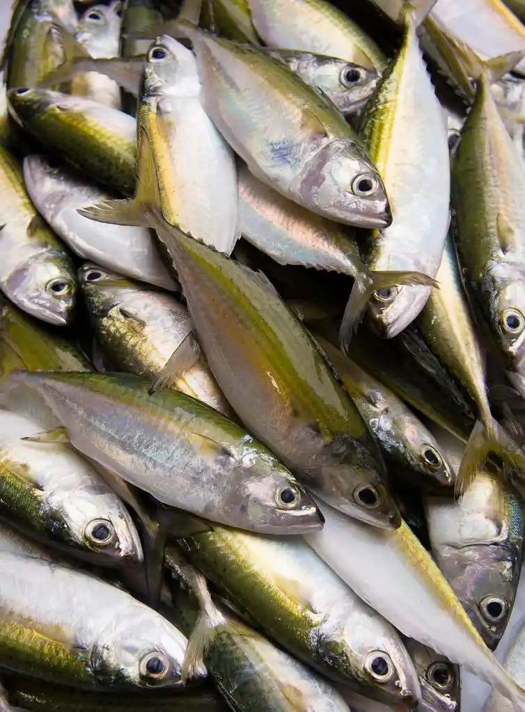 黄鳍鱼,黄鳍鱼在市场中的关闭