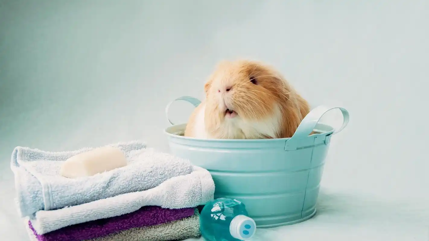 精选可爱宠物仓鼠高清呆萌电脑桌面壁纸