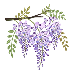 原创手绘紫色紫藤花花藤枝丫花卉植物