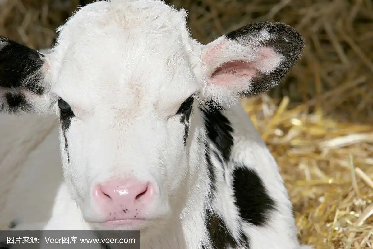 小牛,特写,自然,水平画幅,可爱的