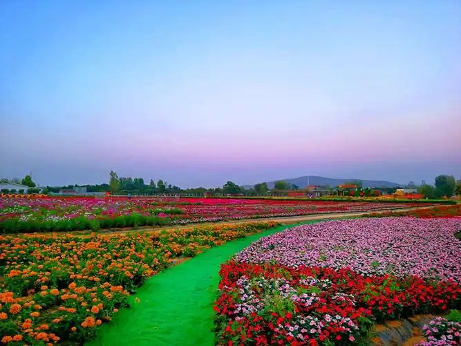 百花齐放迎华诞