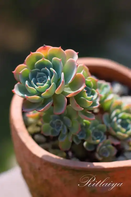 {.玉蝶.}开始 ……_来自筱雪哥的图片分享-堆糖