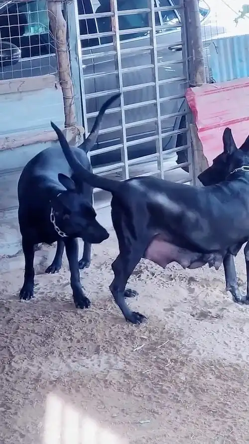 纯种墨界黑狼犬来了