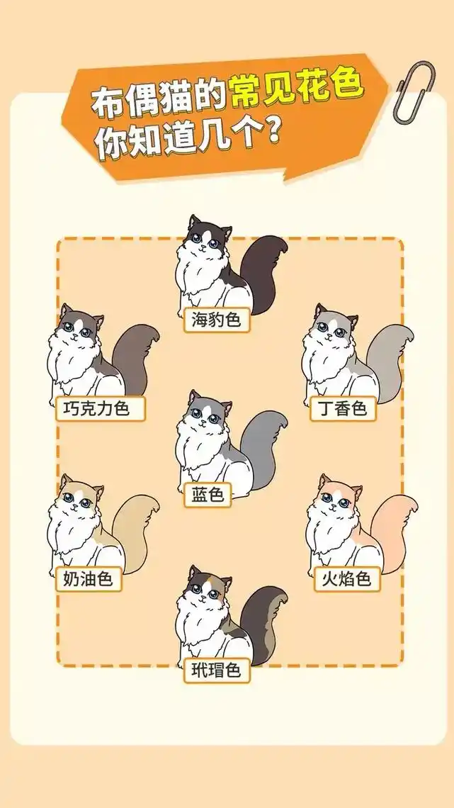 布偶猫的常见花色,你认识几种?看了就想养布偶~#新手养猫 # - 抖音