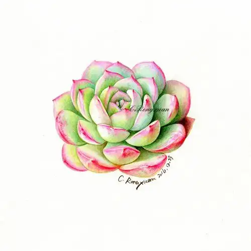 【溶萱手绘――彩铅多肉】水晶果冻莎莎