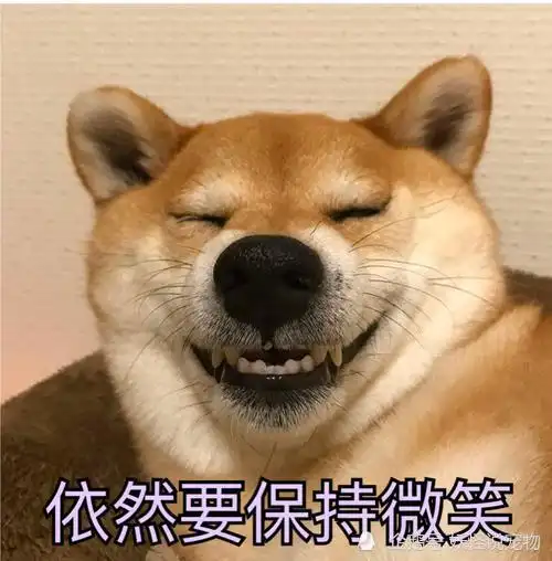 狗狗的微笑-表情包
