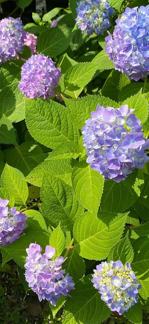 花草植物##绣球花##手机摄影##手机壁纸