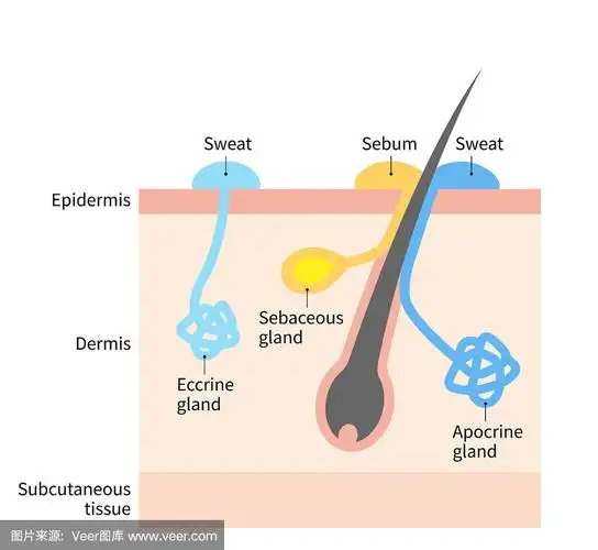汗腺和皮脂腺图.人体皮肤层插图用于医疗和保健使用