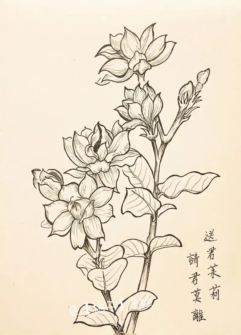 茉莉花|线描画|一起学画画吧～"送君茉莉,请君莫离" #花卉 - 抖音