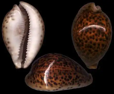 海里艺术瑰宝黑螺美人黑星宝螺
