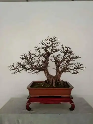 【先睹为快】2020中国尊·中国盆景收藏家藏品国家大展精品上架_活动