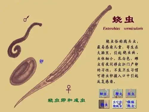 人教版八年级生物上册《第一章_第二节_线形动物和环节动物》课件5ppt