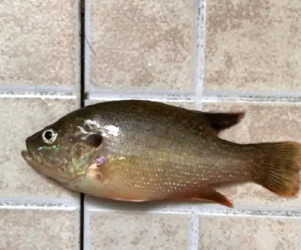 外来物种?钓到这种"四眼鱼"求钓友验明正身,难道罗非鱼变异了