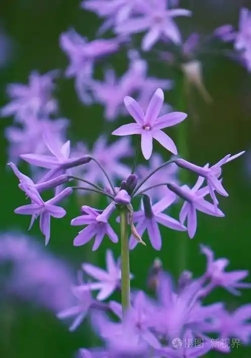 大自然花园里美丽的粉红色花朵