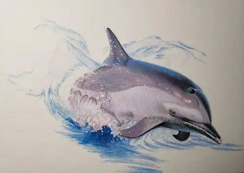 彩铅-海豚|纯艺术|绘画|懒花儿 - 原创作品 - 站酷 (zcool)