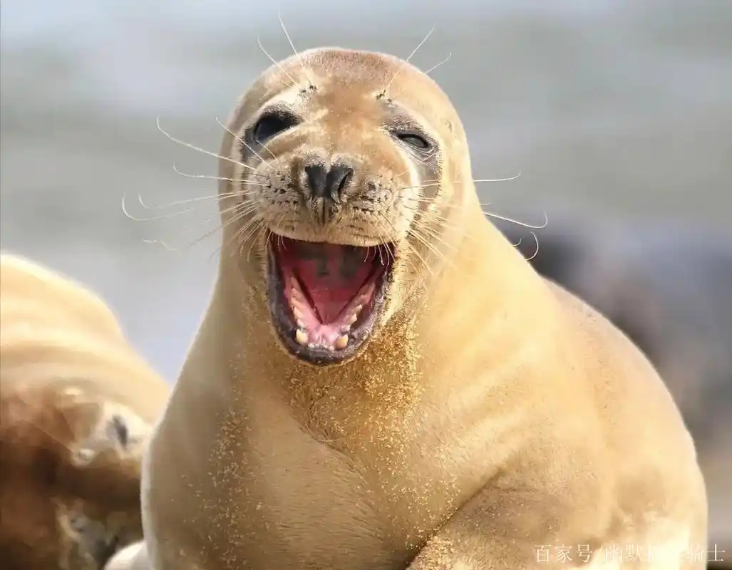 开心一刻:不由你不笑的精选幽默搞笑笑话段子图片第161期