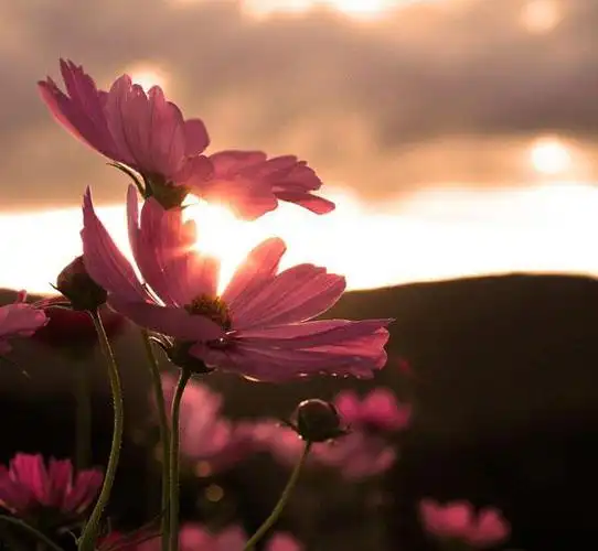 图库 唯美淡雅意境花卉写真在线编辑此图 查看清晰大图 扫描到手机 上