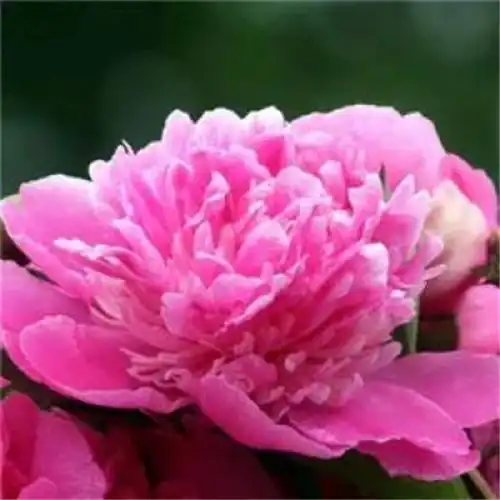 花开富贵头像 适合妈妈们用的高清好看花开富贵图片微信头像_微信头像