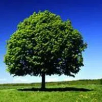 微信头像大全大树_微信头像图片大全