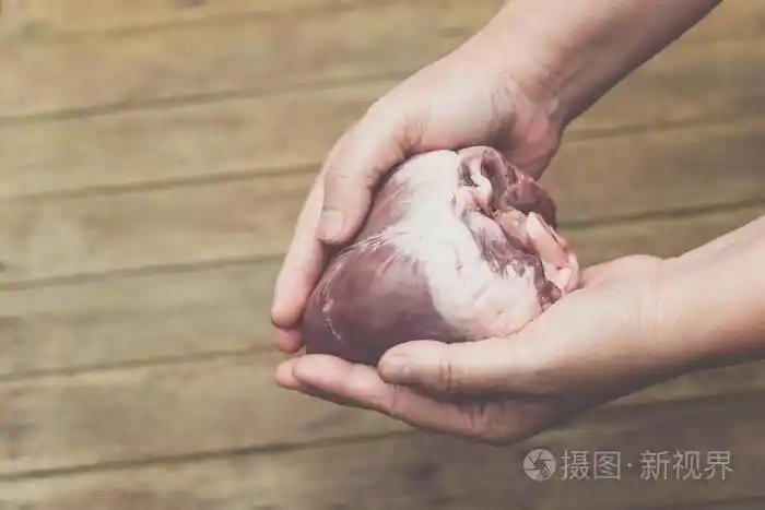 心脏猪心在手心脏科概念