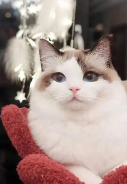 布偶猫的简介与特点:布偶猫,温柔的家庭宠物