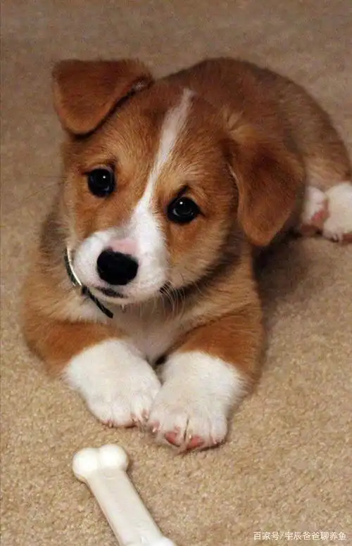 狗狗卖起萌,根本没有人类的事了!