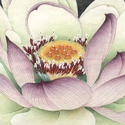 李晓明工笔荷花作品选(上)