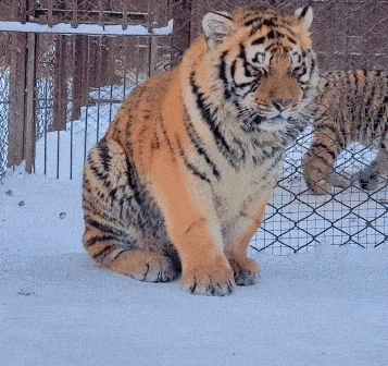 怕三个人的友谊,总显得太拥挤梦中情虎惨遭排挤,动物园霸凌真实图鉴dy