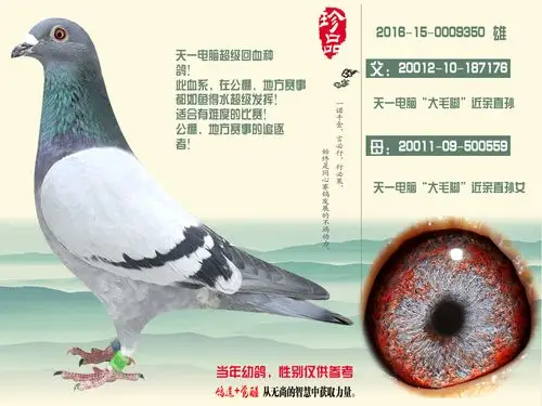 天一电脑_济南同心赛鸽_ag188.com爱鸽商城_中国信鸽信息网