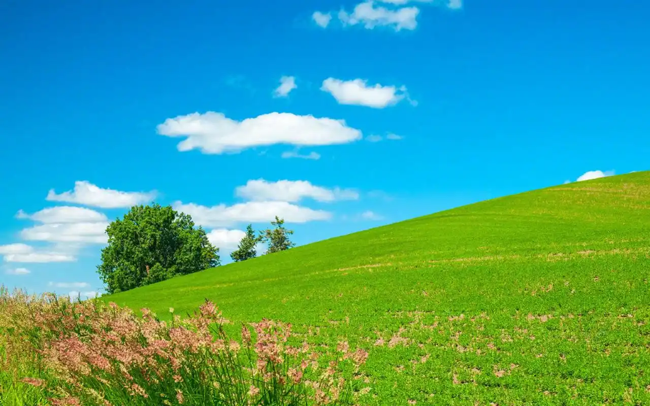 高清护眼绿色草原图片桌面壁纸