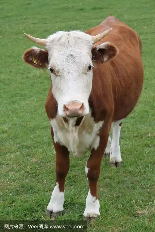 漂亮的棕色的牛