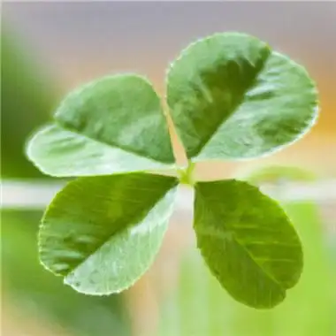 2023年最好运气头像 2023年最吉祥好运的微信头像图片_微信头像_头像