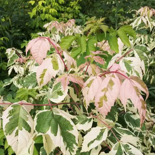 供应粉叶复叶槭 花叶复叶槭 金叶复叶槭 新品种彩叶树 稀有树种