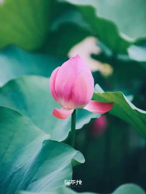 夏天拍的荷花竟忘了发出来