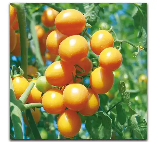 黄铃小番茄(571)-番茄种子-和利农