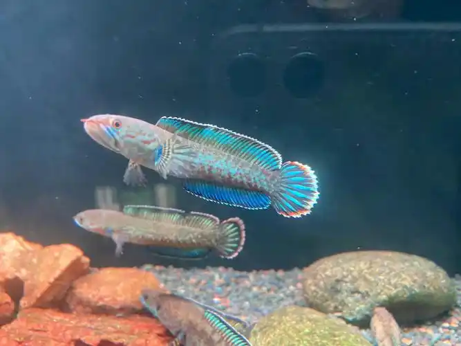 一篇奶茶雷龙简介