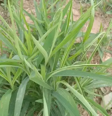 [柴胡批发]柴胡价格32.00元/斤 - 一亩田