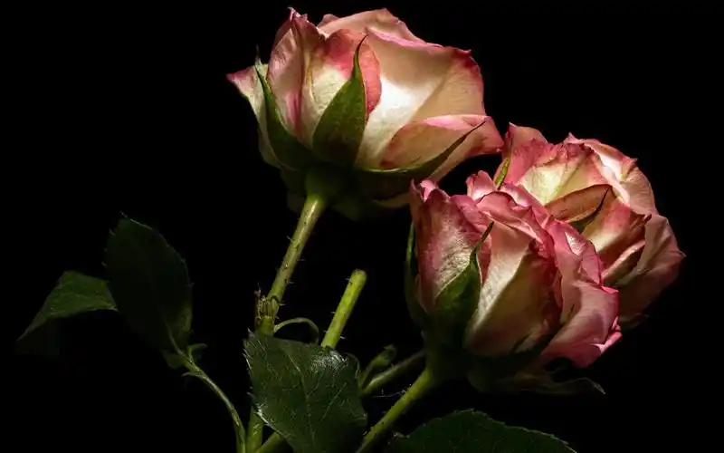 玫瑰,粉红色和白色的花瓣,黑色的背景 iphone 壁纸