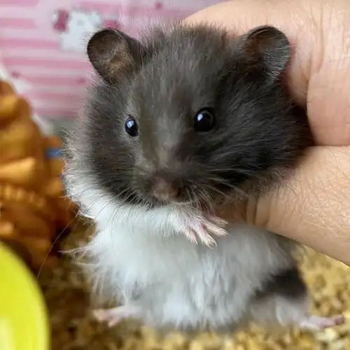 麦叮卡 精选长毛金丝熊仓鼠活体包活自家繁殖仓鼠宠物情侣小仓鼠幼崽