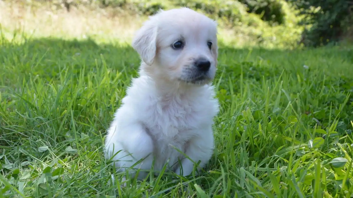 可爱白色小狗高清桌面壁纸