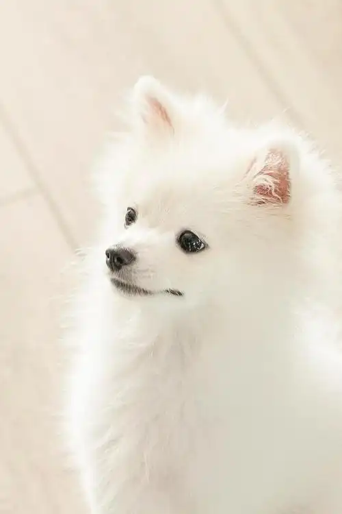 高清手机壁纸‖小清新治愈-大可爱的笑脸,像极了冬日里的暖阳