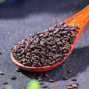 黄芪种籽散装中药材蒙古正北黄芪种子多年生春秋种植盆栽教学种子