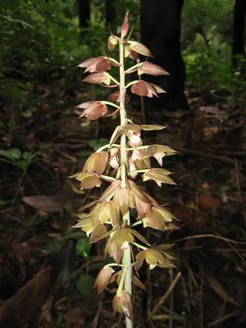 华南植物园首次发现无叶美冠兰